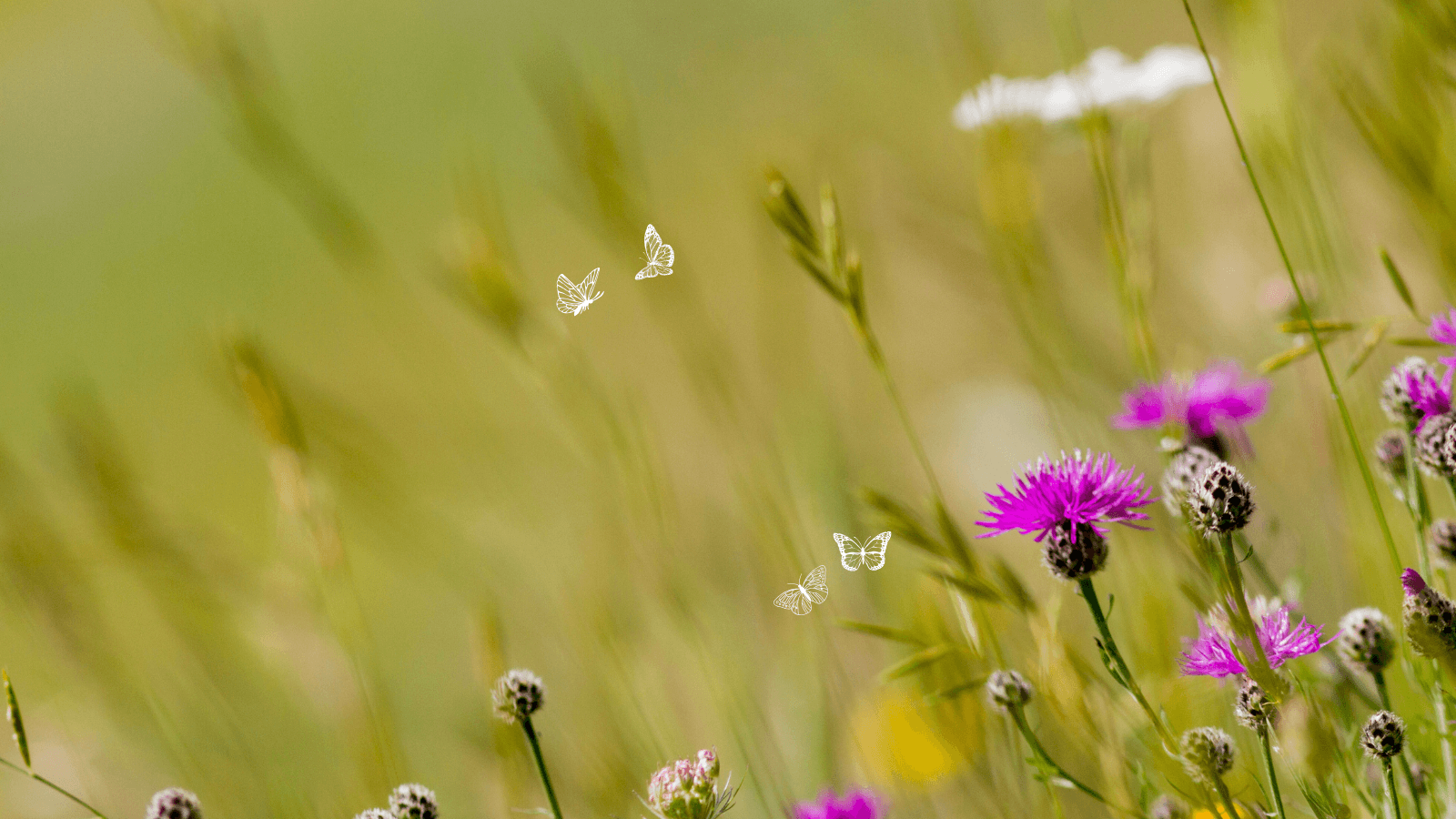 Følelser som kompass